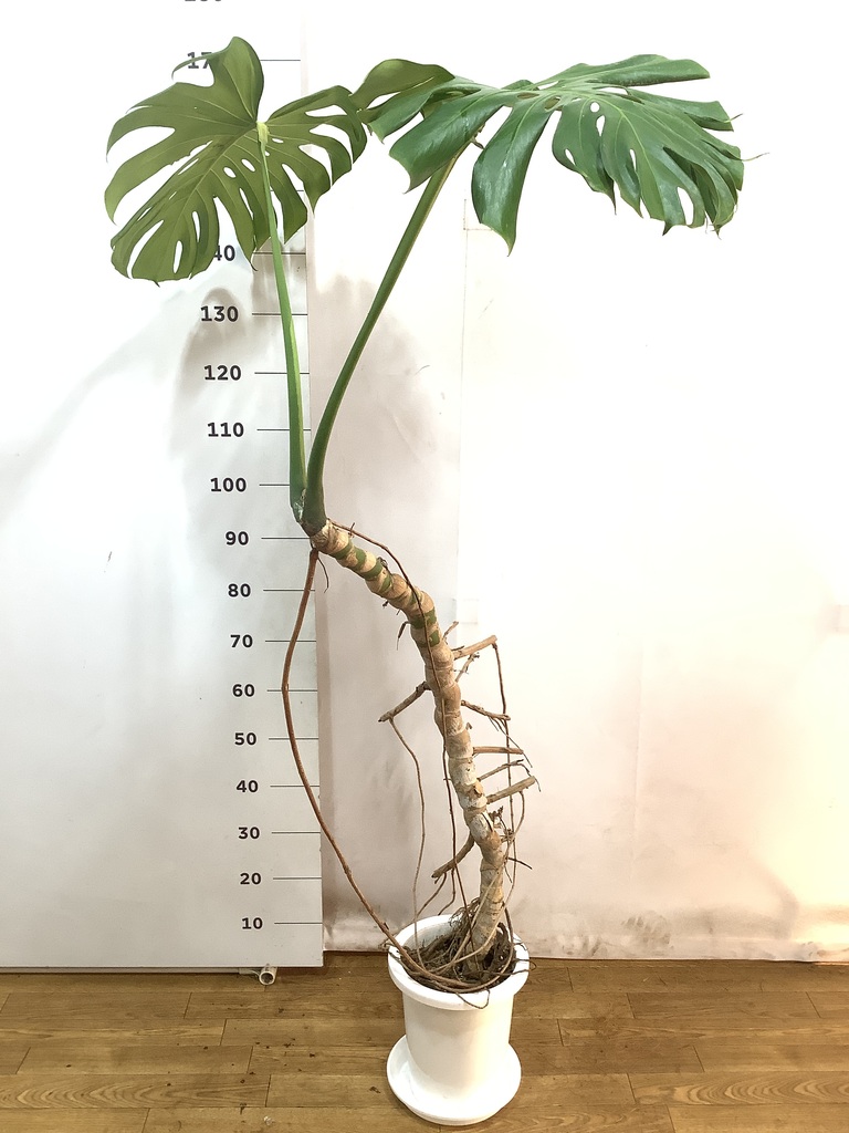 観葉植物 モンステラ 8号 根あがり プラスチック鉢 | 観葉植物