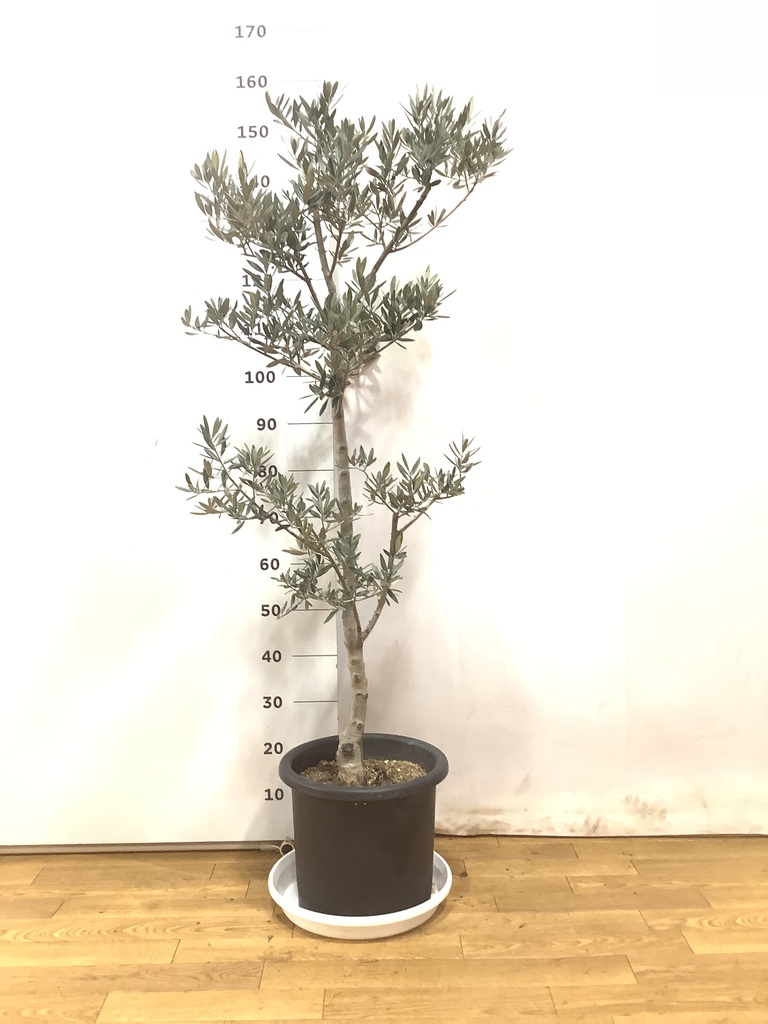 観葉植物 オリーブ 10号 ピクアル プラスチック鉢 | 観葉植物