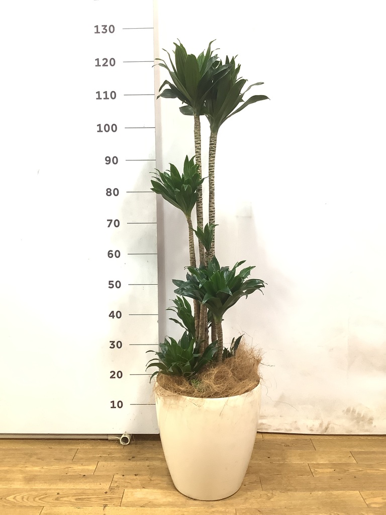 観葉植物 ドラセナ コンパクター 8号 ラスターポット 付き