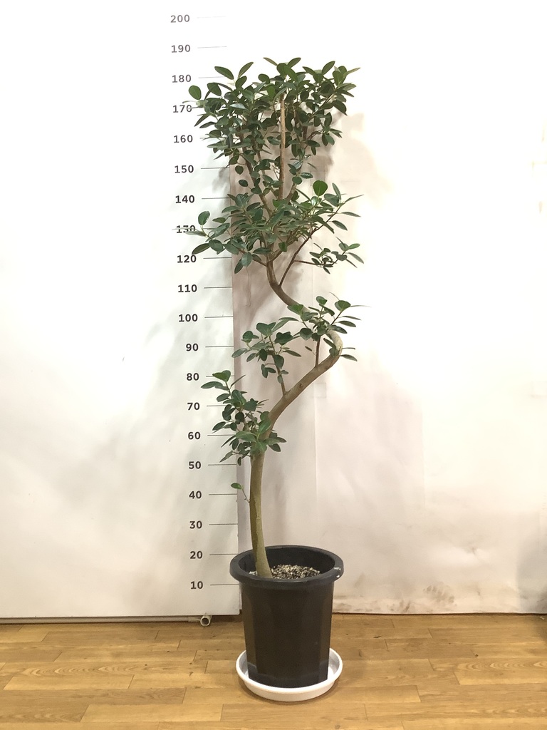 フランスゴム　SPILAL no36  リビングサイズ　高さ110ｃｍ　８号 観葉植物 フランスゴムの木 10号 曲り プラスチック鉢 | 観葉