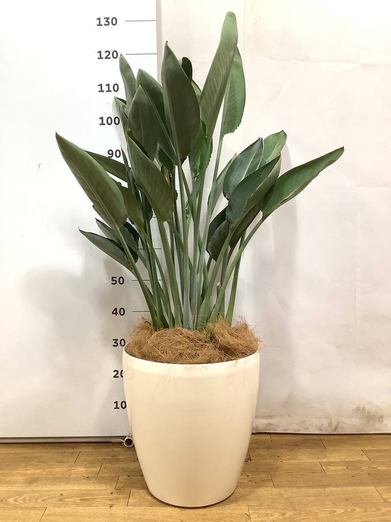 ストレチア レギネ 10号 | 観葉植物 | インテリアやギフトに
