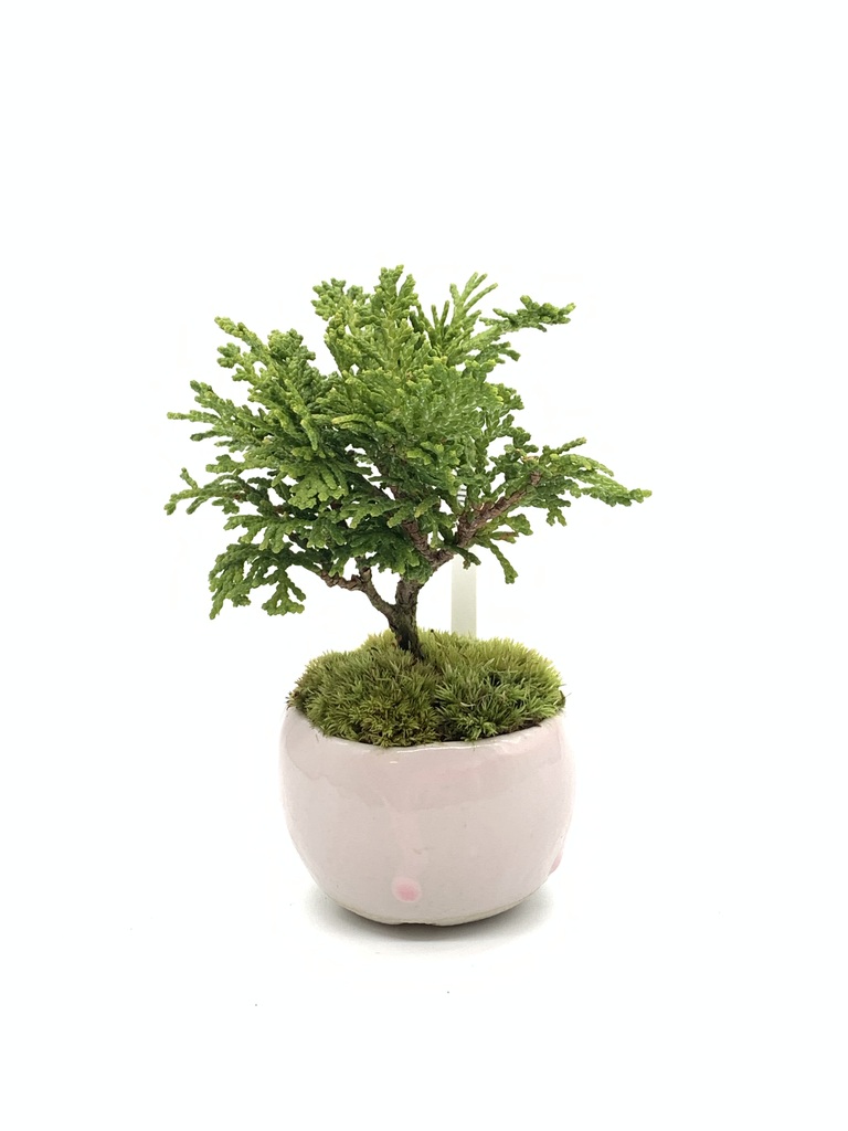 産地直送 盆栽 津山ヒノキ Sサイズ 鉢色 さくら／山形 石木花からお
