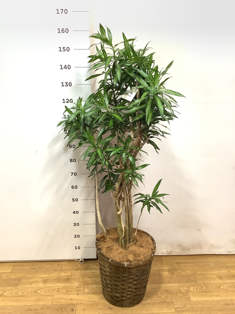 観葉植物 ドラセナ ソング オブ ジャマイカ 10号 アートストーン