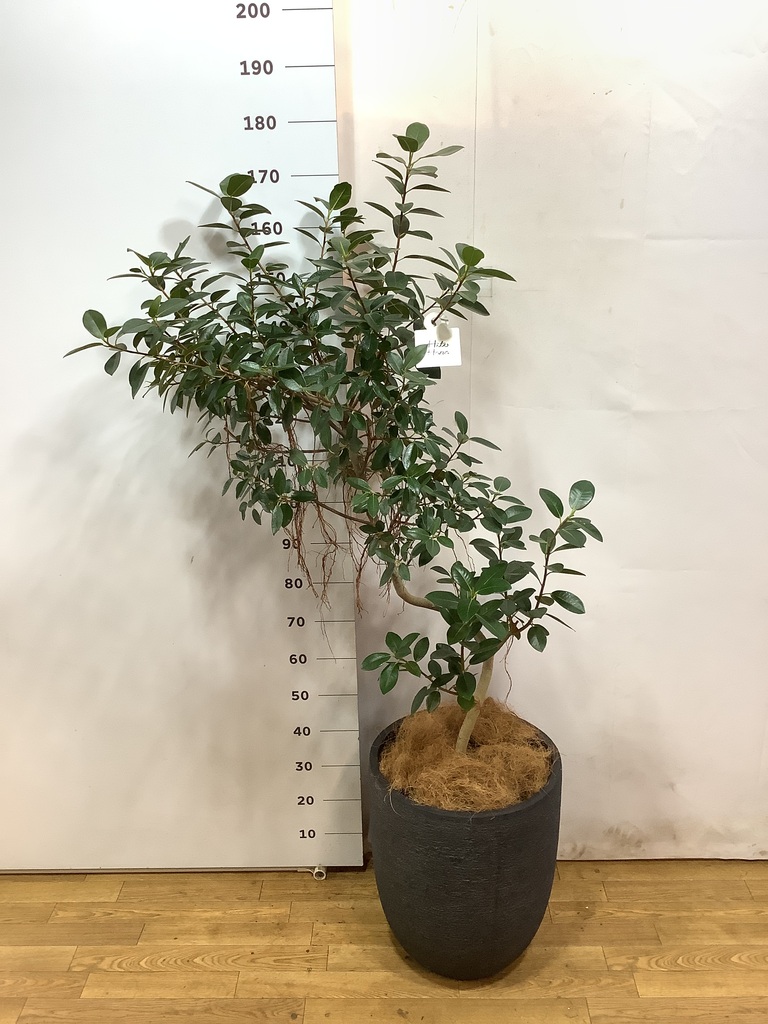 観葉植物 フランスゴムの木 10号 気根 ジュピター 白 付き
