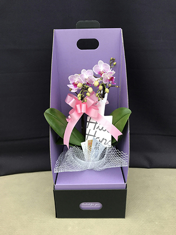 お供え】ミニ胡蝶蘭 ピンク 2本立ち 2WAYボックス | 胡蝶蘭なら