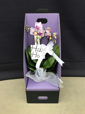 【胡蝶蘭】600ｇ蜂蜜２本+1000ｍｌみかんジュース６本　【２箱縛発送】 胡蝶蘭様専用】600g蜂蜜2本+1000mlみかんジュース6本 【2箱