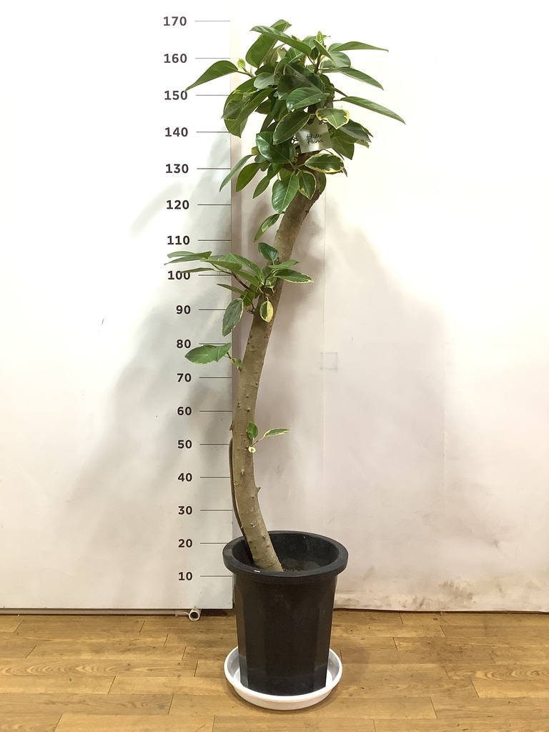 観葉植物 フィカス アルテシーマ 10号 ストレート プラスチック鉢 