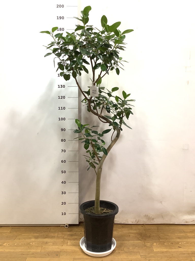 観葉植物 フランスゴムの木 10号 曲り プラスチック鉢 | 観葉