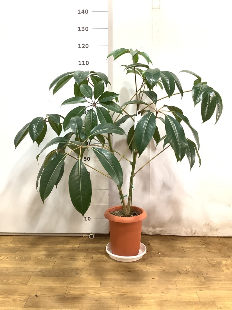 観葉植物 ツピダンサス 8号 ボサ造りプラスチック鉢 | 観葉植物なら