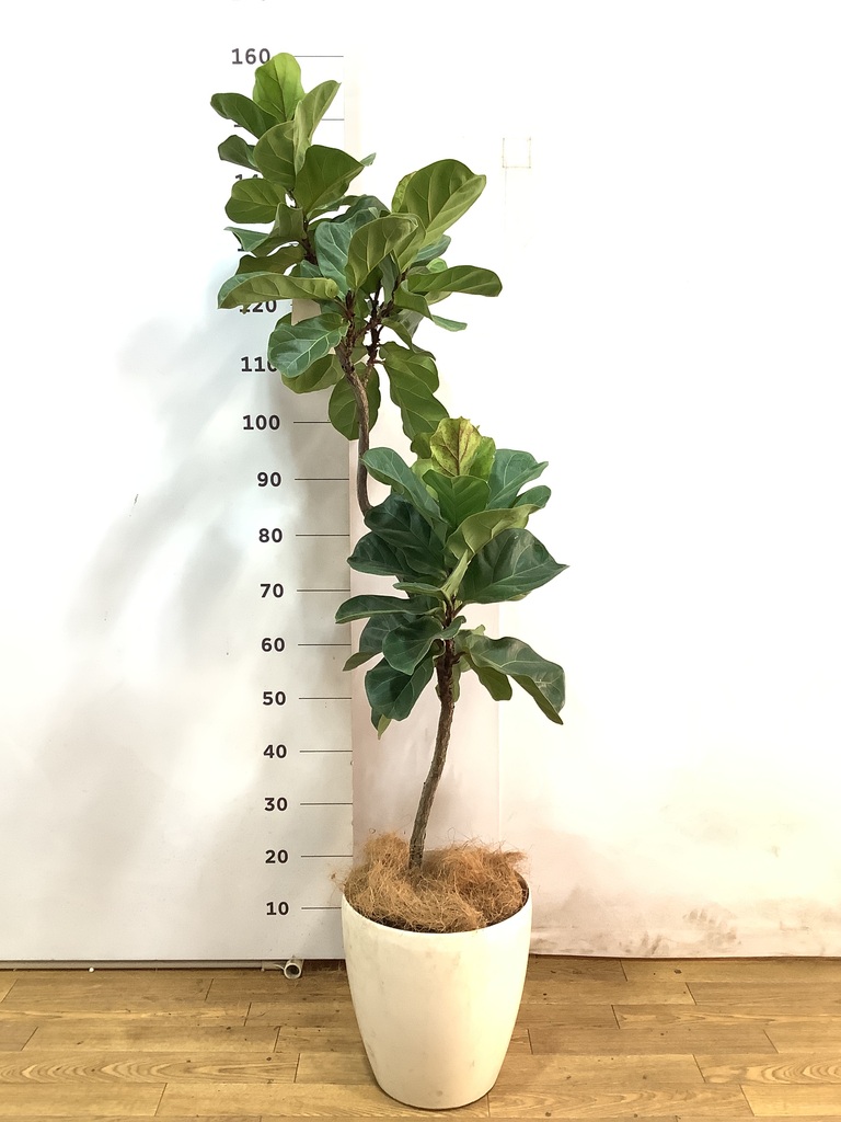 カシワバゴムの木 バンビーノ 写真 | 観葉植物通販HitoHana(ひと