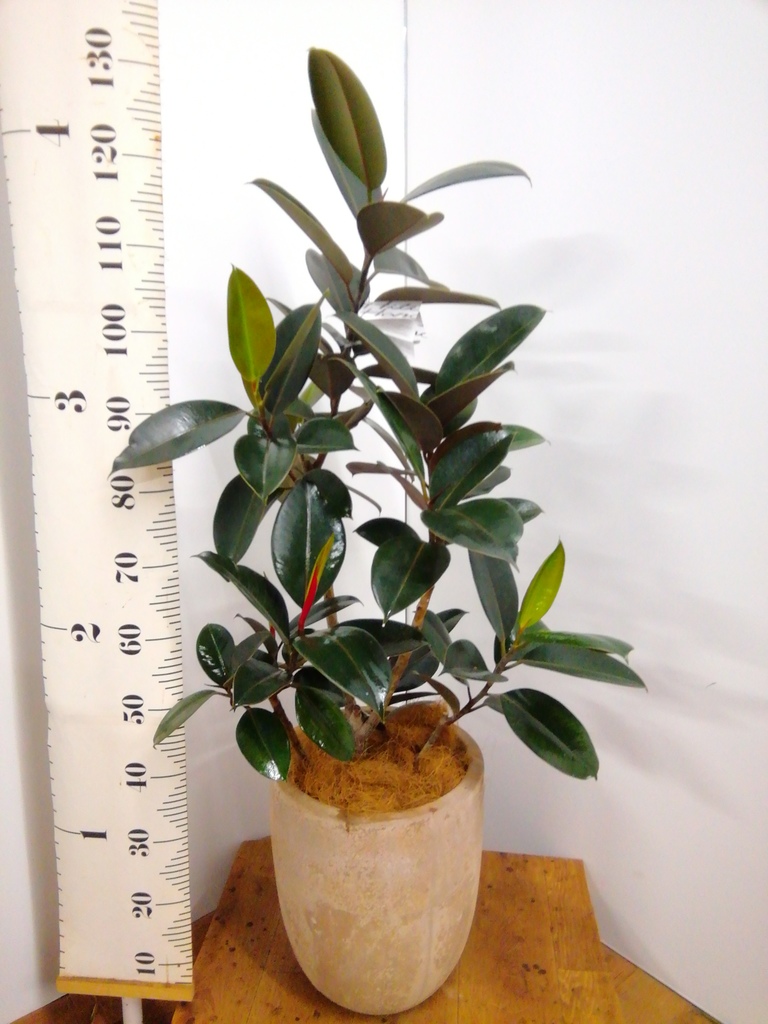 観葉植物 フィカス バーガンディ 155cm 8号 観葉植物》 フィカス・バーガンディ 8号 受け皿付き | 札幌 花屋