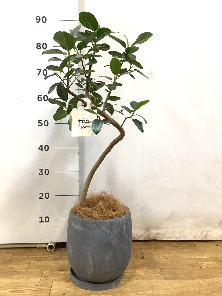 観葉植物 フランスゴムの木 6号 曲り スタンダードポット