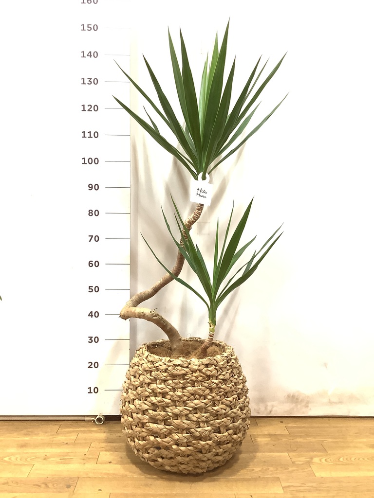 観葉植物 ユッカ 8号 曲り プラスチック鉢 | 観葉植物ならHitoHana