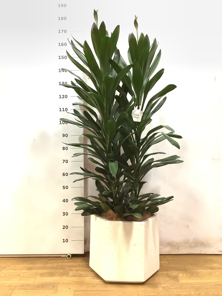 観葉植物 ドラセナ グローカル 10号 セドナロング 墨 付き