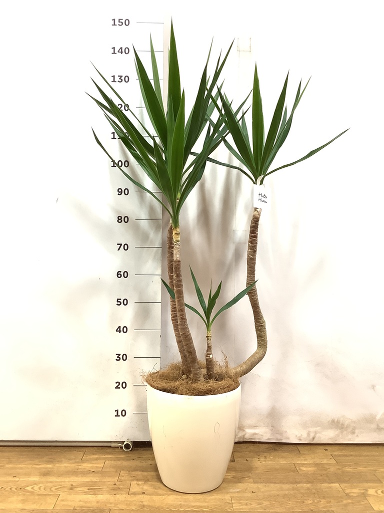 観葉植物 ユッカ 8号 曲り プラスチック鉢 | 観葉植物ならHitoHana