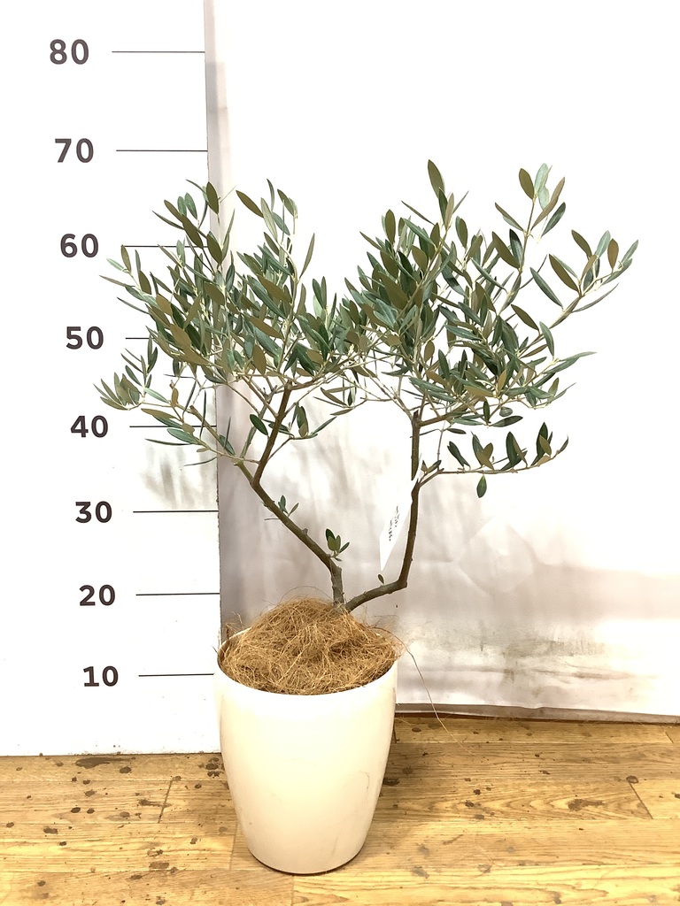 オリーブ　古木　創樹　5号鉢つき　② 観葉植物 オリーブの木 5号 創樹 プラスチック鉢 | 観葉植物なら