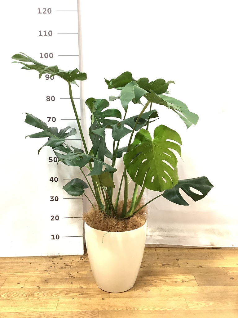 観葉植物 モンステラ【80cm】7号 斑入り プラスチック鉢 #69045 | 観葉