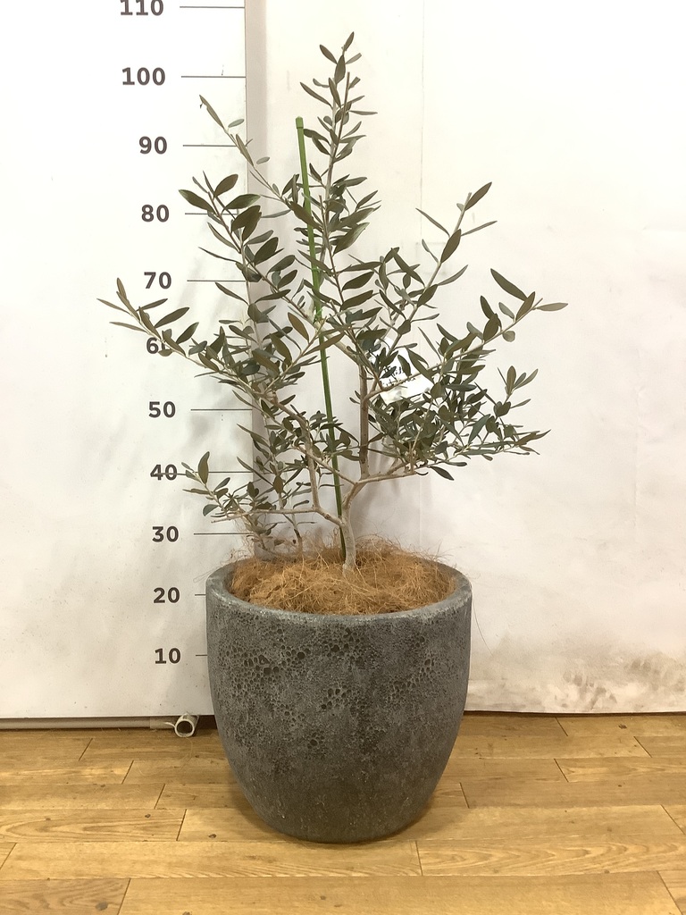観葉植物 オリーブの木 8号 ハーディーズマンモス コンカー キューブ