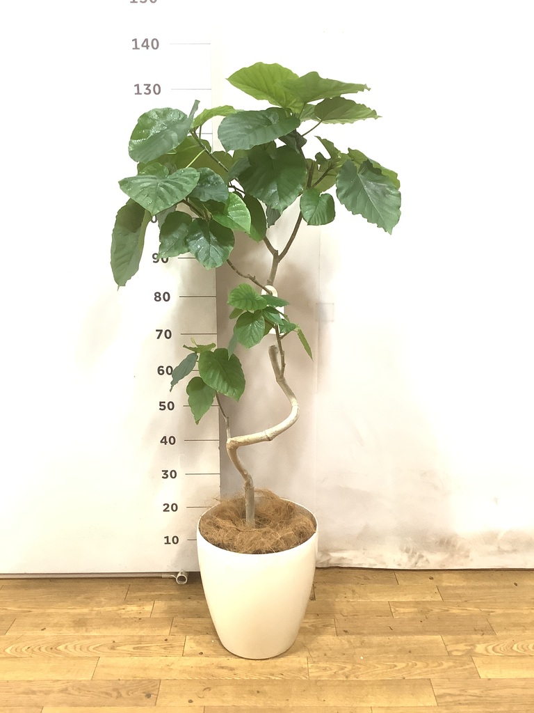 フィカス ウンベラータ 8号 137cm Spiral tree form フィカス ウンベラータ 8号 137cm Spiral tree form 【公式通販】