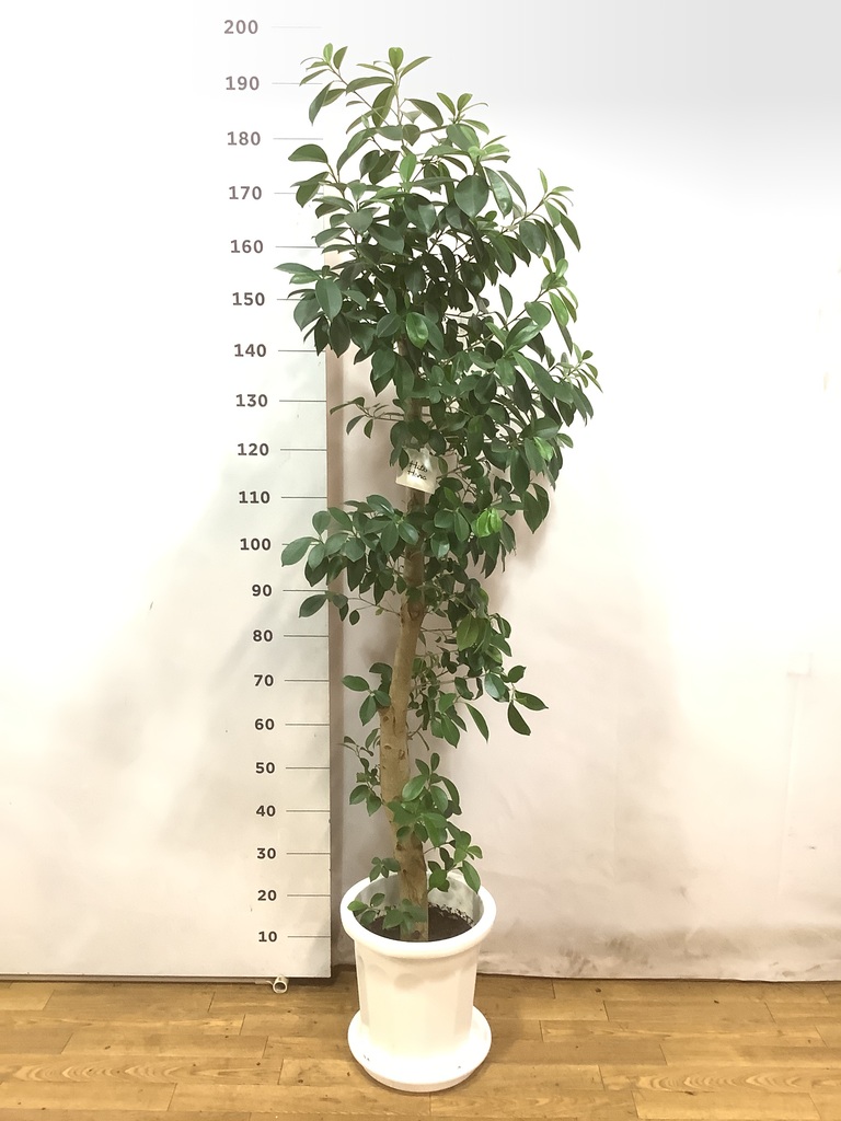 観葉植物 ガジュマル 10号 ベビーリーフ ブリティッシュキューブ 付き 