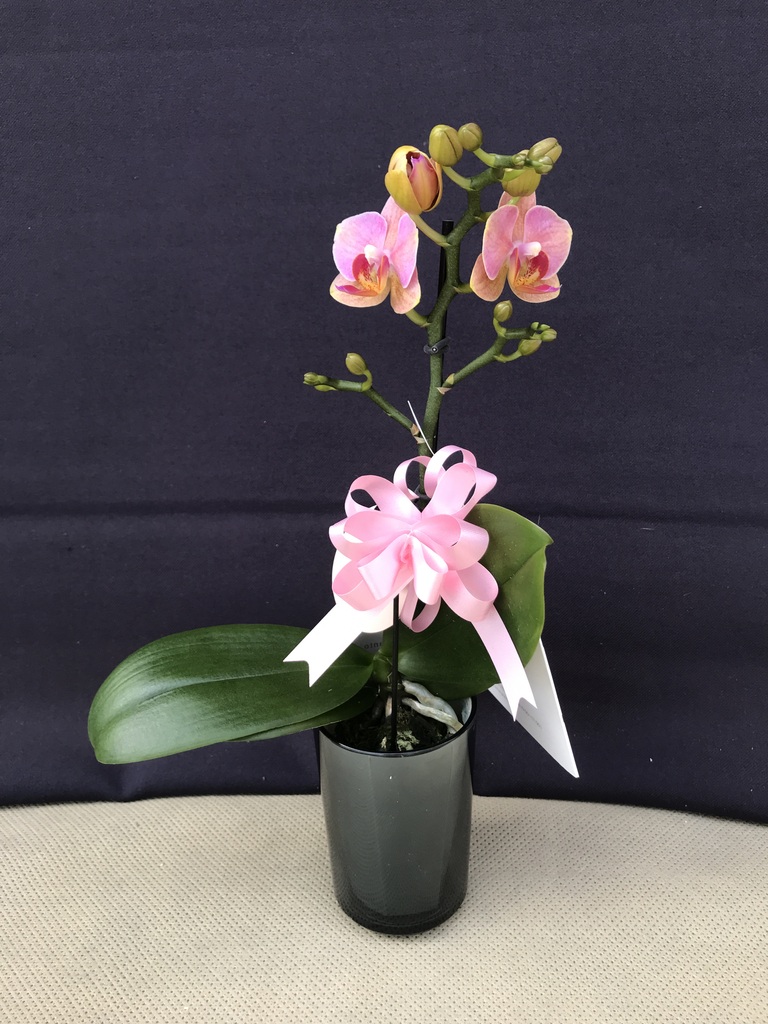 花ちやんLサイズ 大きいサイズ レディース 花柄刺繍チュールフレアスカート maru