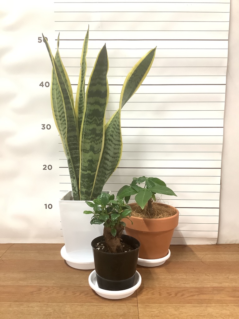 観葉植物 初心者にもおすすめお試し3点セット（サンスベリア 4号