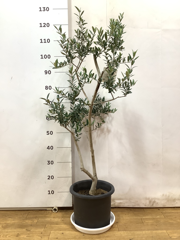 観葉植物 オリーブ 8号 アルベキーナ プラスチック鉢 | 観葉植物なら