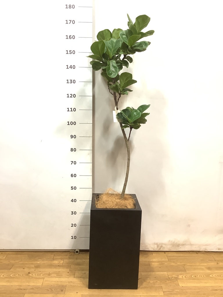 観葉植物 カシワバゴムの木 バンビーノ 8号 曲がり セドナロング 墨