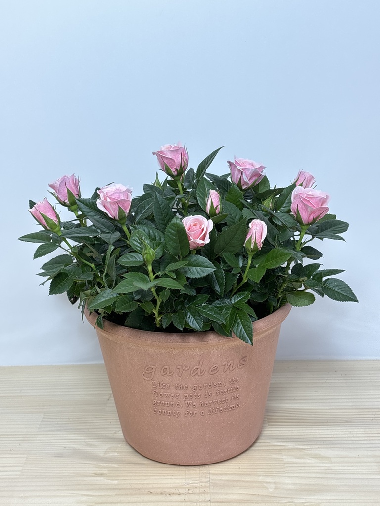 産地直送 ミニバラ ピンク 7号鉢植え／岐阜 セントラルローズからお