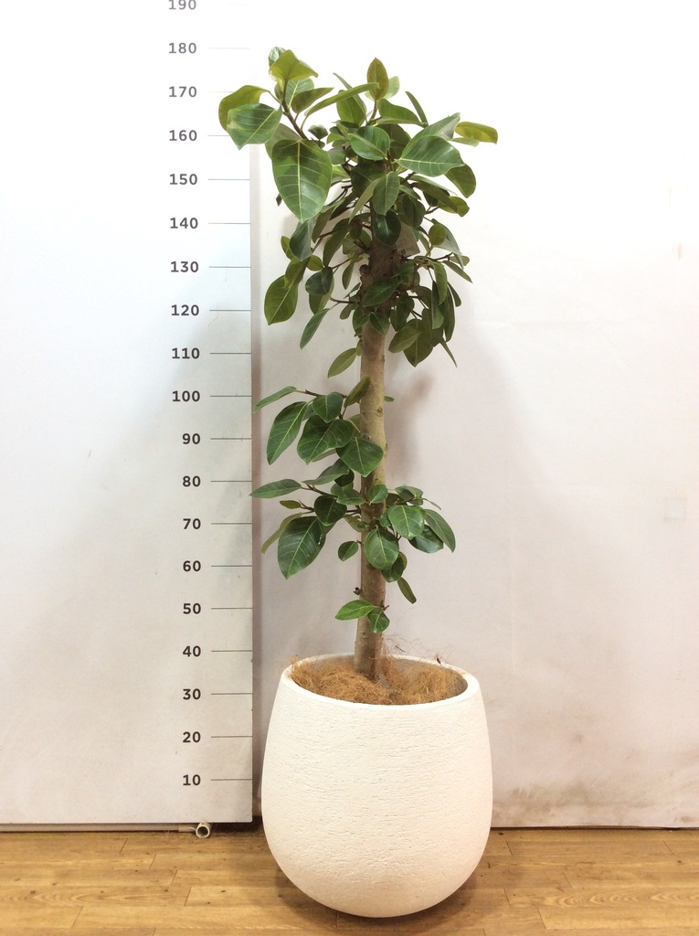 観葉植物 フィカス アルテシーマ 10号 ストレート エコストーン