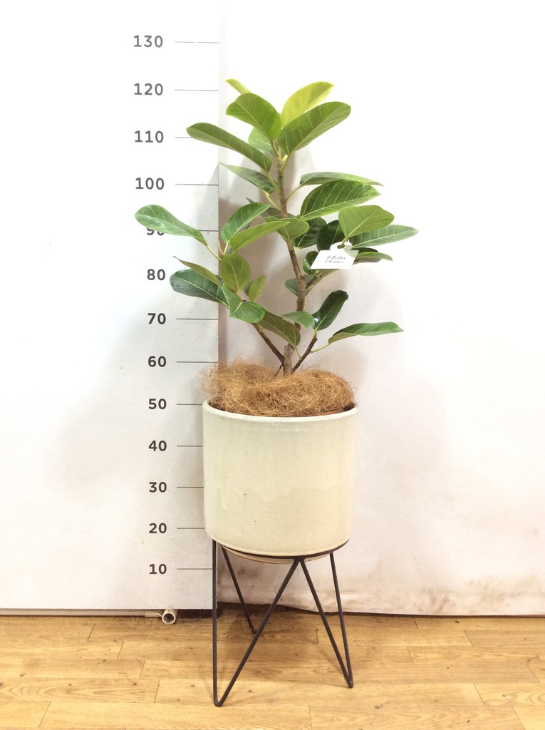観葉植物 フィカス アルテシーマ 8号 ストレート ビトロ エンデカ