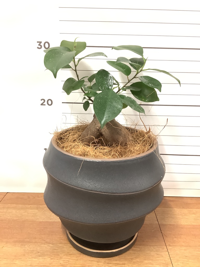 観葉植物 ガジュマル 4号 股仕立て ピエドロベージュ M 付き | 観葉