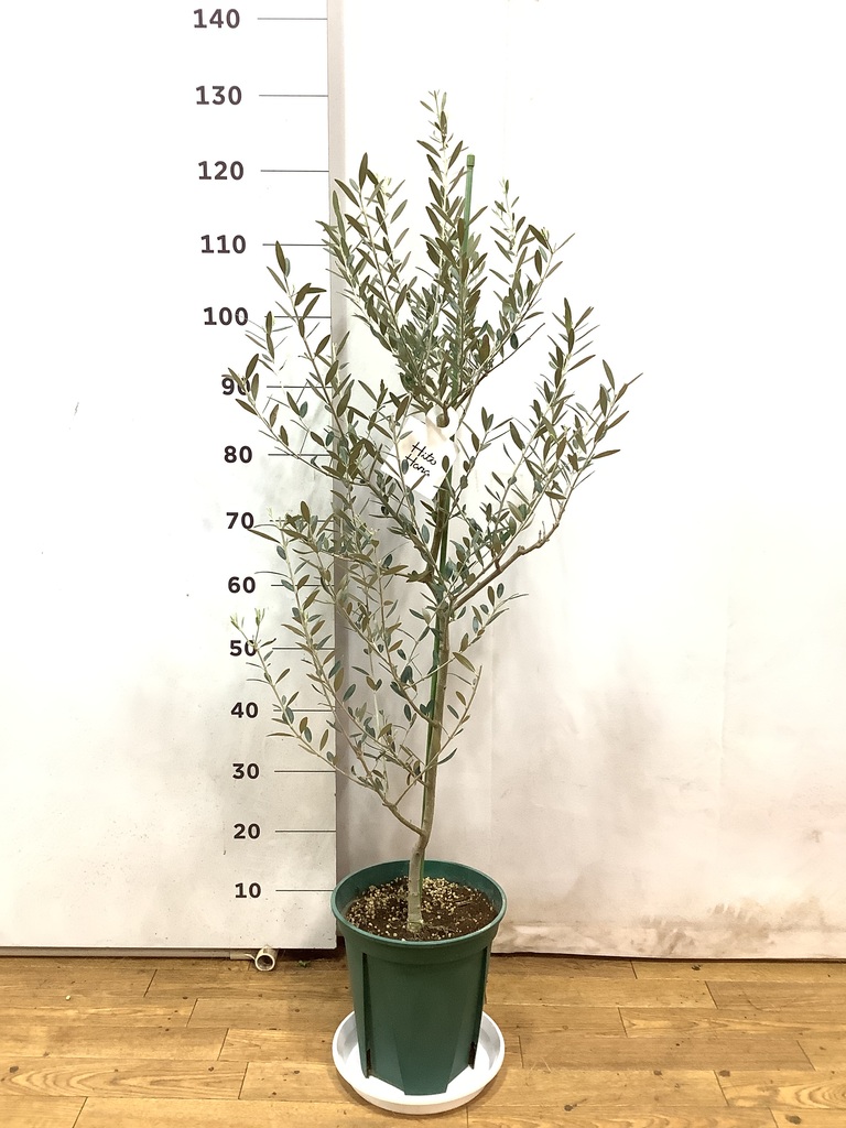 観葉植物 オリーブの木 8号 カヨンヌ プラスチック鉢 / 小倉園
