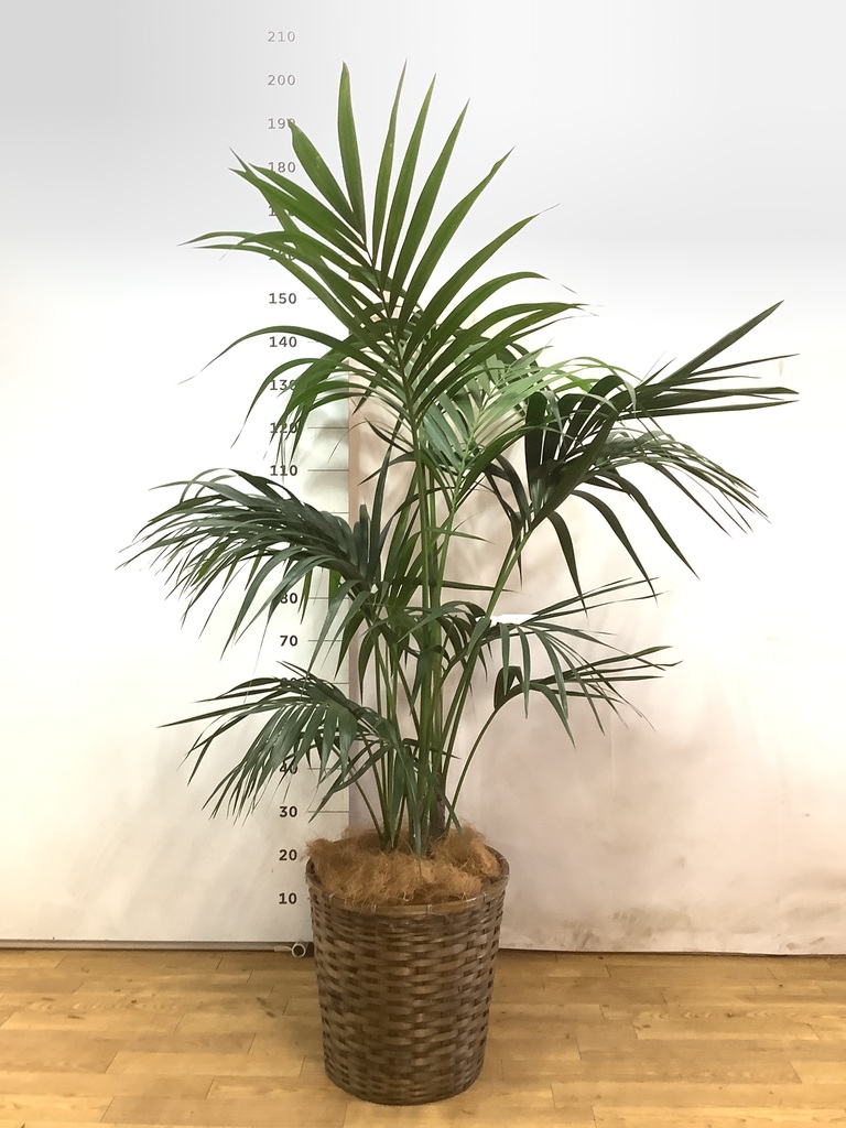 観葉植物 ケンチャヤシ 10号 ソンク シリンダー
