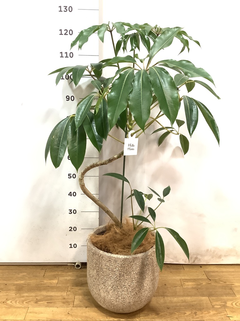 観葉植物 ツピダンサス 8号 曲り エコストーントールタイプ
