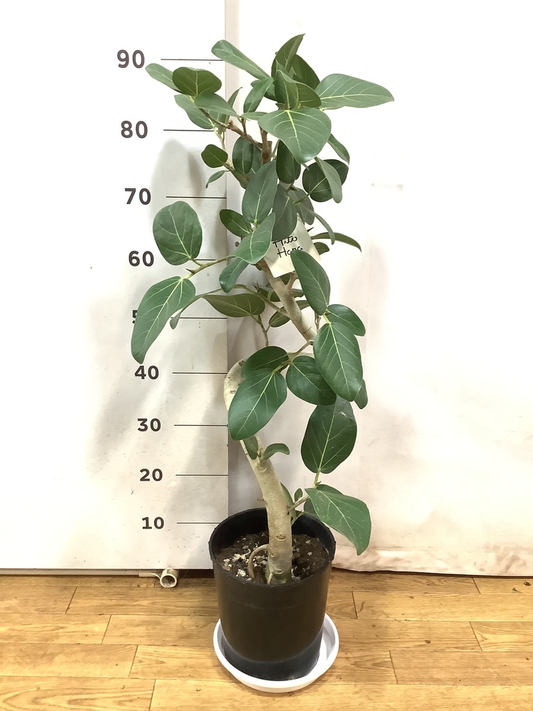 フィカス　ベンガレンシス　7 観葉植物 本物 フィカス・ベンガレンシス 7号鉢 らせん樹形