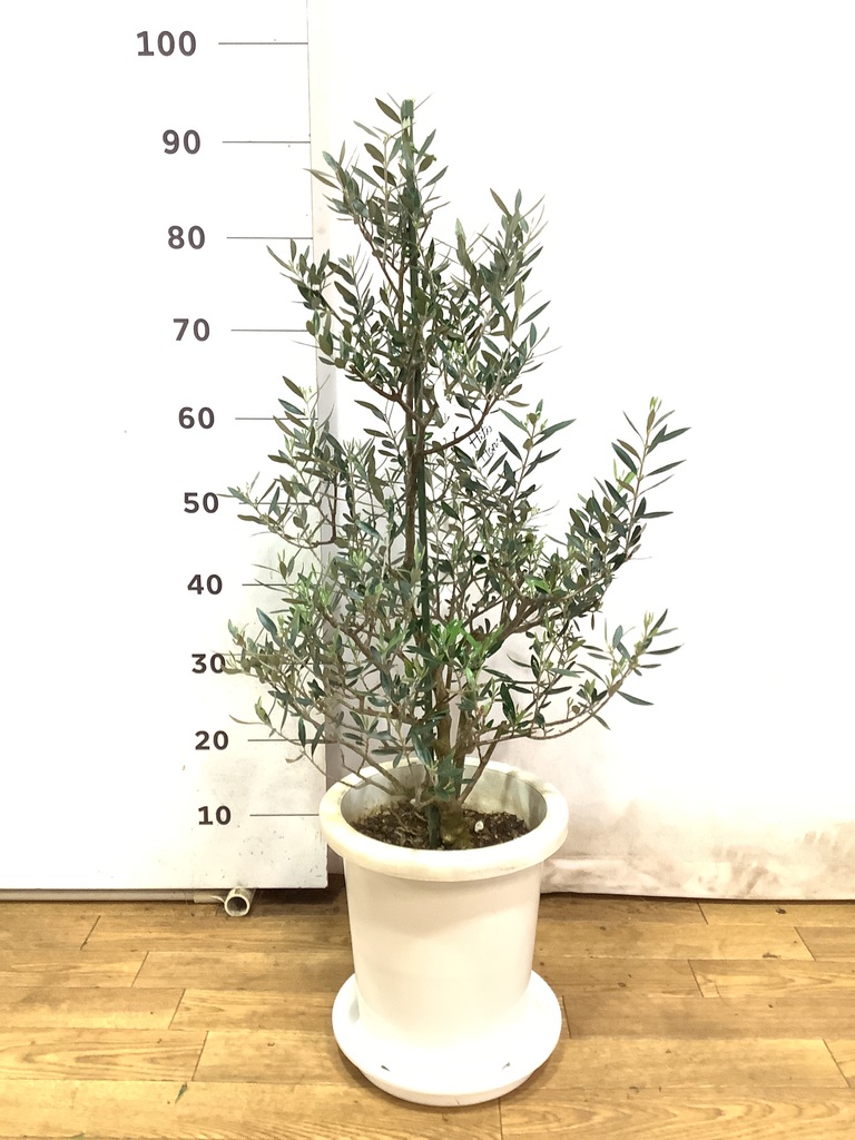 観葉植物 オリーブ 8号 コロネイキ プラスチック鉢 | 観葉植物