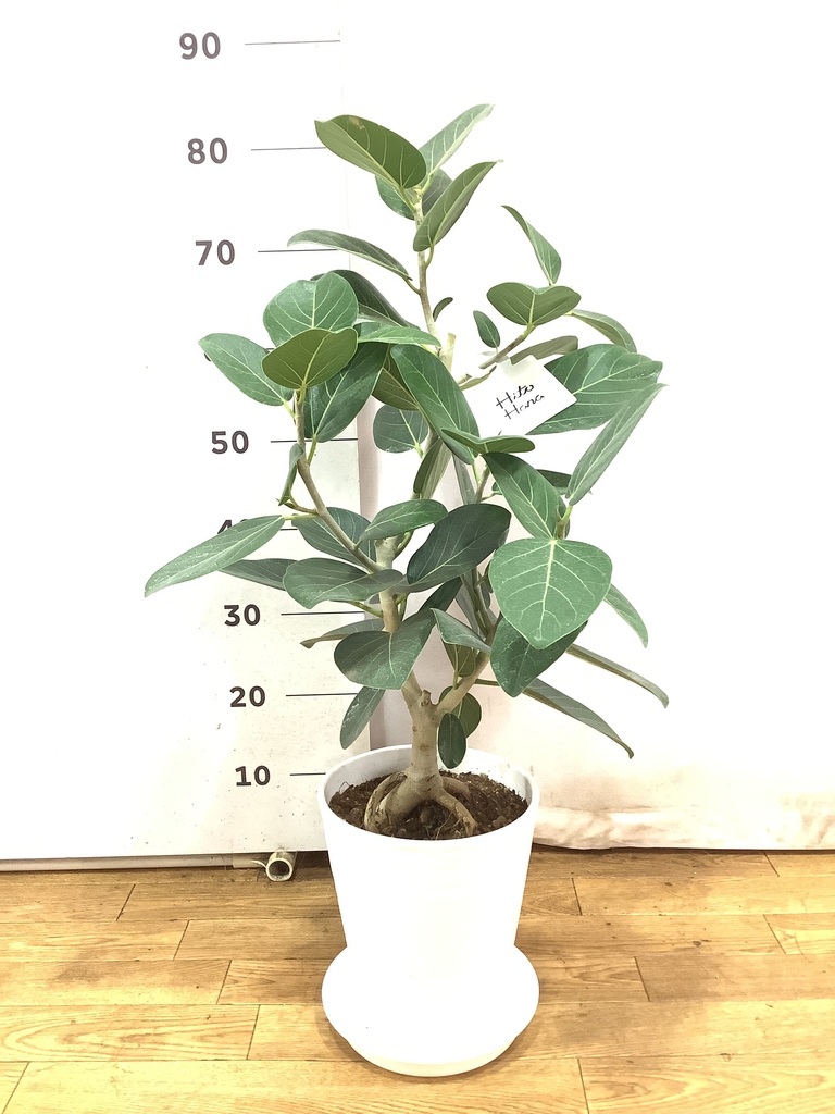 観葉植物 フィカス ベンガレンシス 7号 ストレート プラスチック