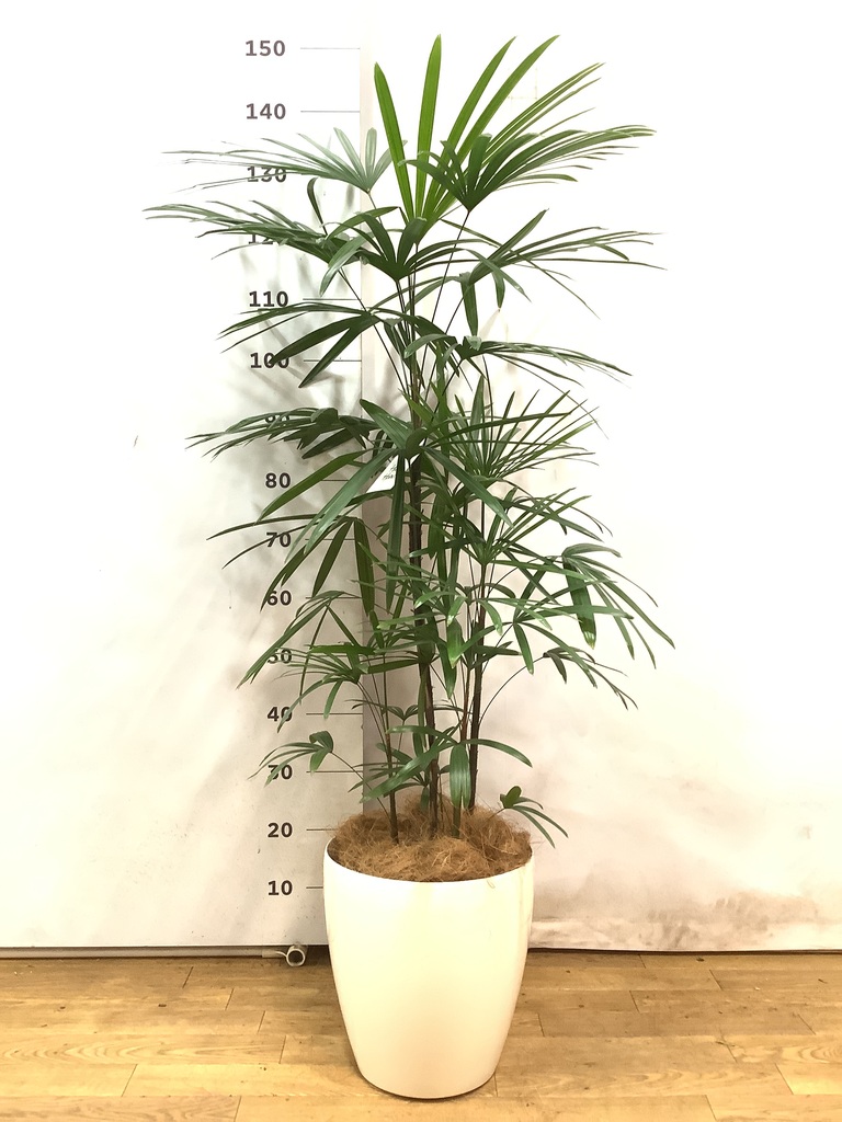 観葉植物 シュロチク（棕櫚竹） 8号 プラスチック鉢 | 観葉植物なら 