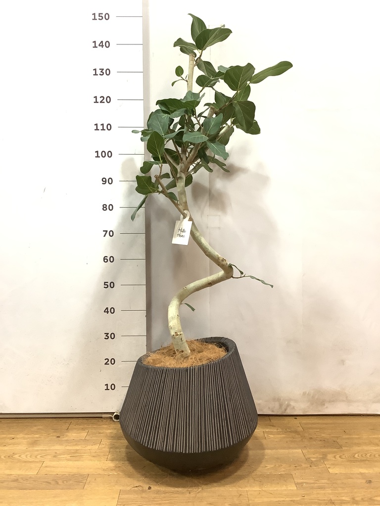 観葉植物 フィカス ベンガレンシス 8号 曲り 極太 バスク ミドル