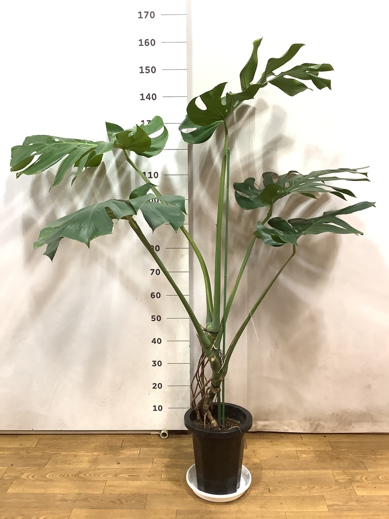 観葉植物 モンステラ 8号 根あがり フォレスト トール ホワイト 観葉植物 モンステラ 8号 根あがり フォレスト トール ホワイト
