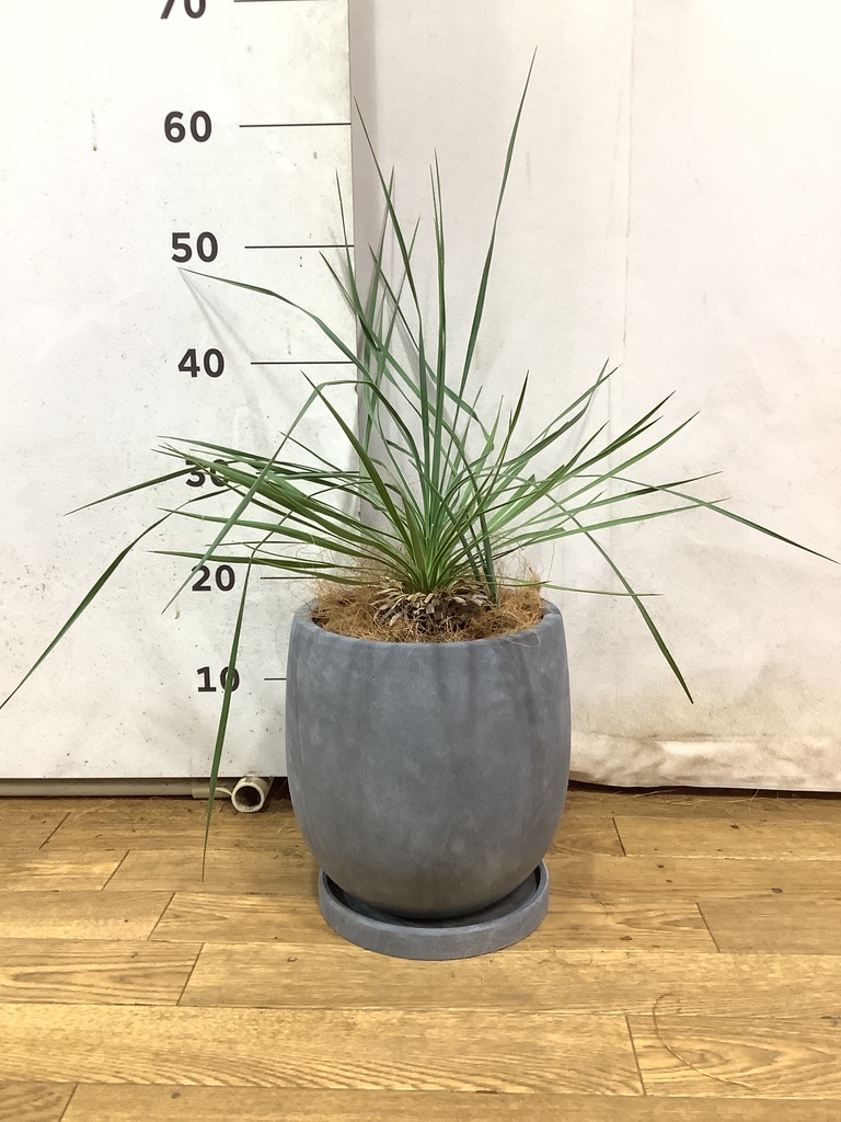 観葉植物 ユッカ 6号 ロストラータ Ceramic Pot (セラミック) 付き