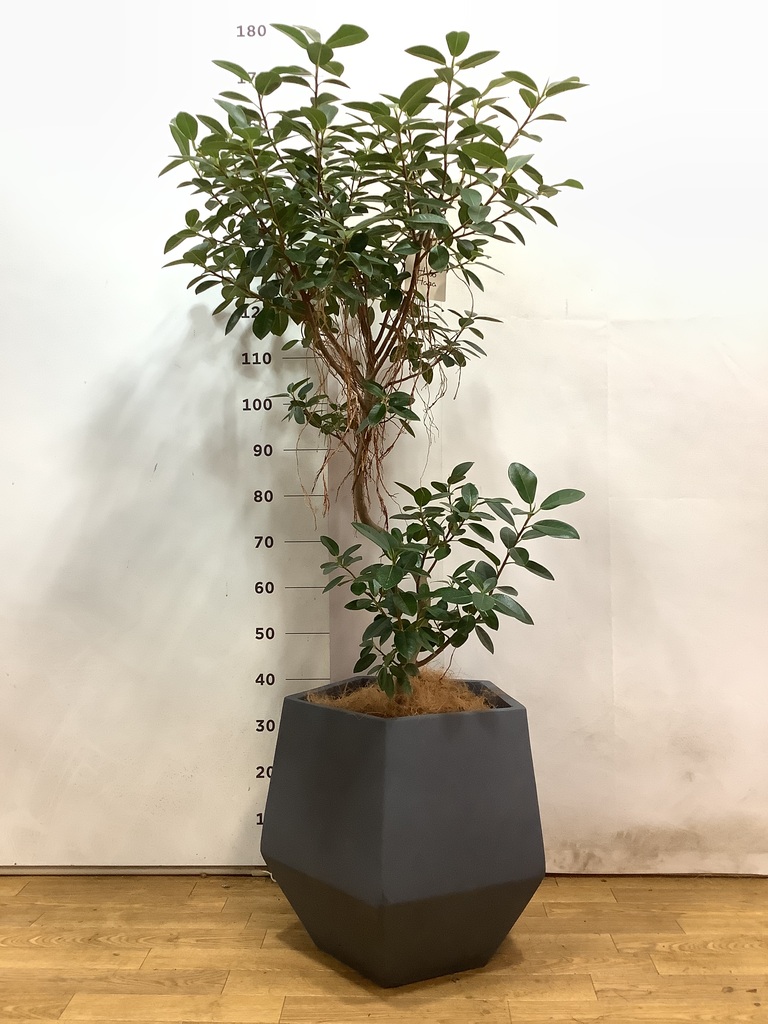 観葉植物 フランスゴム 130cm フランスゴムの木 気根 | 観葉植物通販HitoHana(ひとはな)