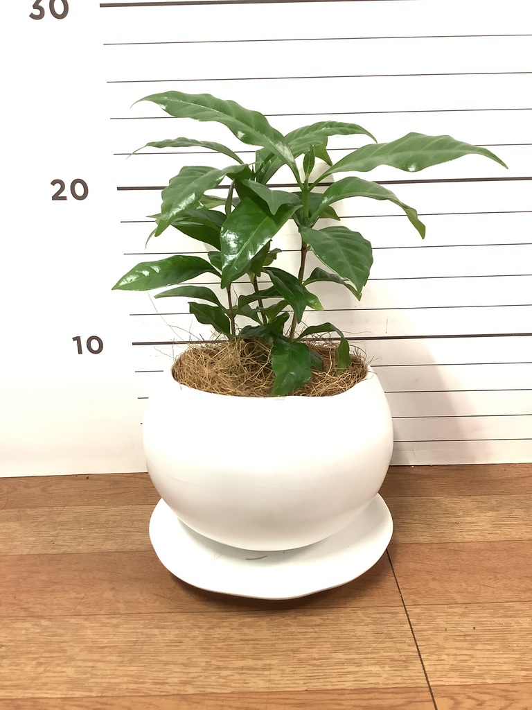 観葉植物 コーヒーの木 3号 エステル 1 & スタンド 付き