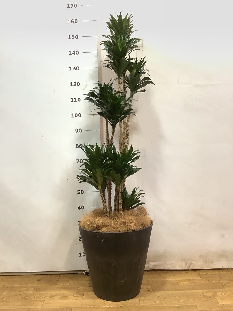 観葉植物 ドラセナ コンパクター 10号 コーテス ヘックス ホワイト