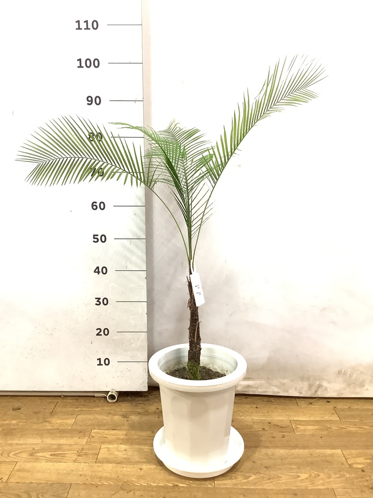 masuさん専用。マニラヤシ。観葉植物 鉢ごと無料で発送致します。 マニラヤシ。観葉植物。鉢ごと無料でお届け致します。 - メルカリ