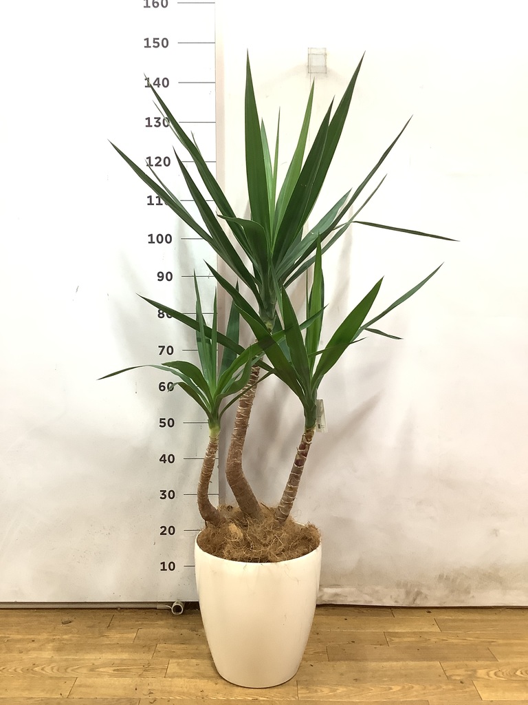 観葉植物 ユッカ 8号 曲り プラスチック鉢 | 観葉植物ならHitoHana