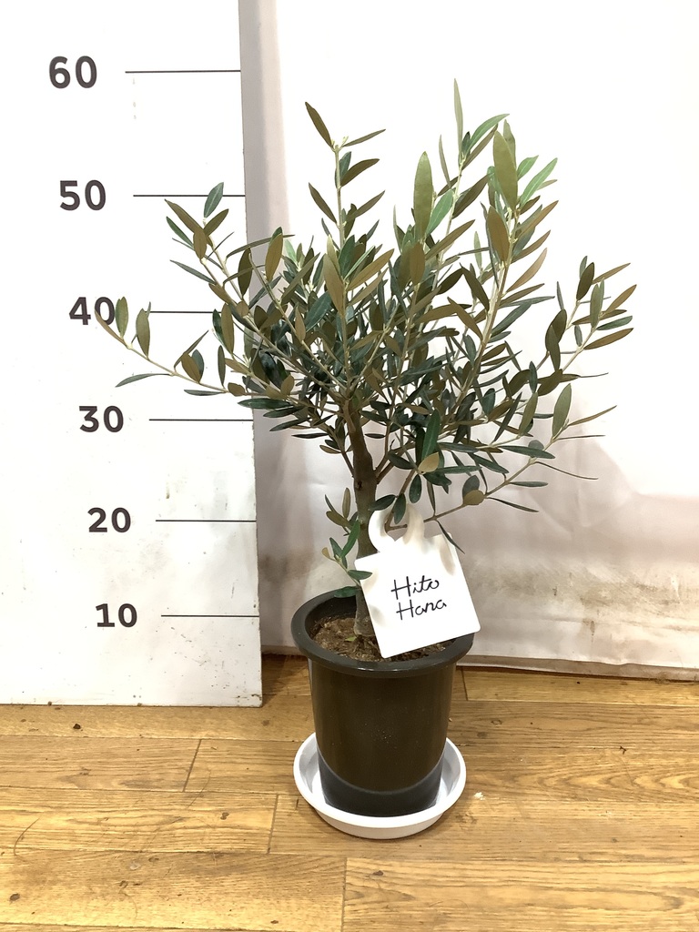 観葉植物 オリーブの木 5号 創樹 プラスチック鉢 | 観葉植物なら