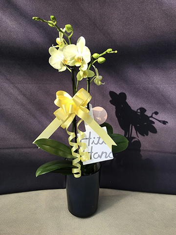 タ*ー様 胡蝶蘭　極少輪　イエロー種　9ポット ファレノプシス ファレノプシス | STORES