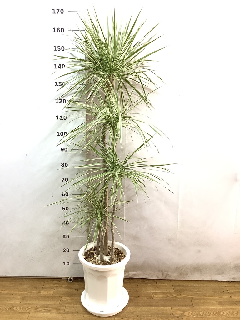 観葉植物 コンシンネ ホワイポリー 10号 ストレート プラスチック鉢